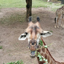 фото из отзыва ID 2738889