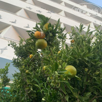 фото из отзыва ID 2739007