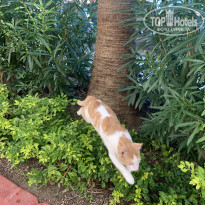 фото из отзыва ID 2739007