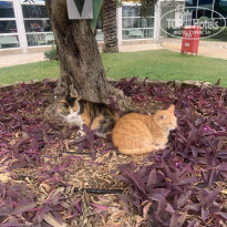 фото из отзыва ID 2739007