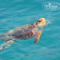 фото из отзыва ID 2739027