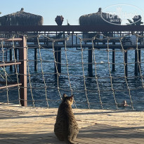 фото из отзыва ID 2739053