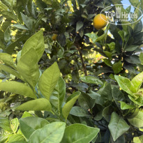 фото из отзыва ID 2739144