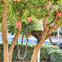 фото из отзыва ID 2739193