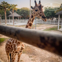 фото из отзыва ID 2739195