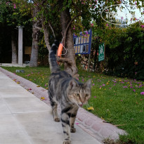 фото из отзыва ID 2739027