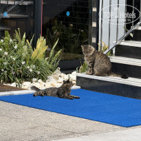 фото из отзыва ID 2739232