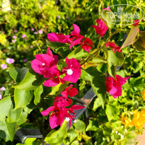 фото из отзыва ID 2739268