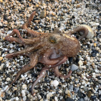 фото из отзыва ID 2739283