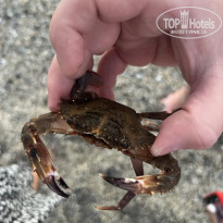 фото из отзыва ID 2739283