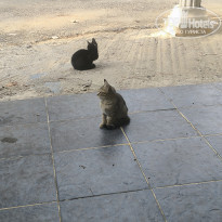 фото из отзыва ID 2739288