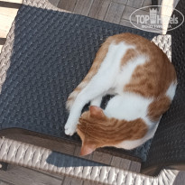 фото из отзыва ID 2739295