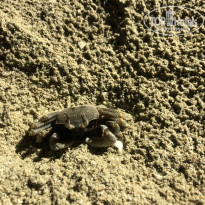 фото из отзыва ID 2739303