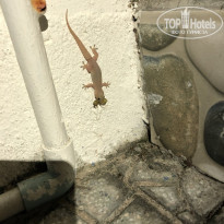 фото из отзыва ID 2739303