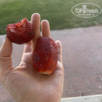 фото из отзыва ID 2739402