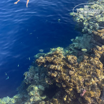 фото из отзыва ID 2739412