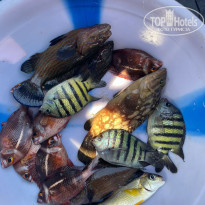 фото из отзыва ID 2739419