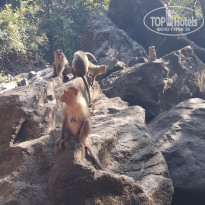 фото из отзыва ID 2739419