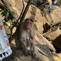 фото из отзыва ID 2739419