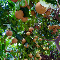 фото из отзыва ID 2737957