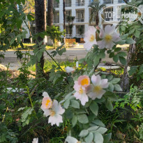 фото из отзыва ID 2739509