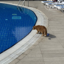 фото из отзыва ID 2739558