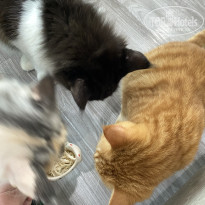 фото из отзыва ID 2739563