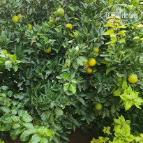 фото из отзыва ID 2739695