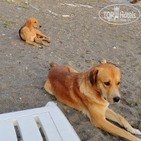 фото из отзыва ID 2739778