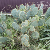 фото из отзыва ID 2739778