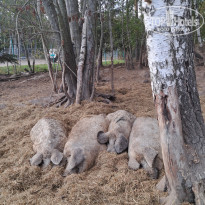 фото из отзыва ID 2739790