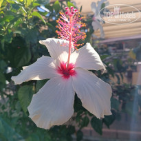 фото из отзыва ID 2739914