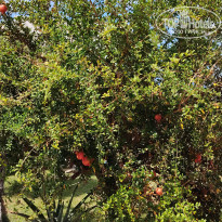 фото из отзыва ID 2739949