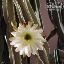 фото из отзыва ID 2739949