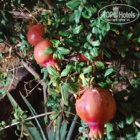 фото из отзыва ID 2739949