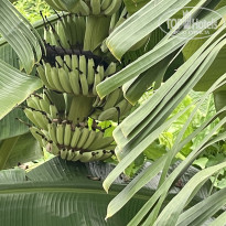 фото из отзыва ID 2739123