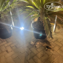 фото из отзыва ID 2739510