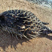 фото из отзыва ID 2739843