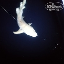 фото из отзыва ID 2737380