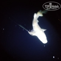 фото из отзыва ID 2737380