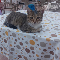 фото из отзыва ID 2740029