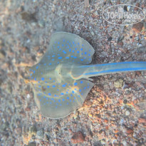 фото из отзыва ID 2740072