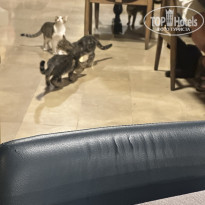 фото из отзыва ID 2740091