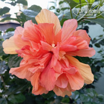 фото из отзыва ID 2740094