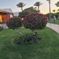 фото из отзыва ID 2740131