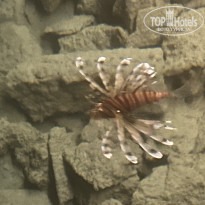 фото из отзыва ID 2740166