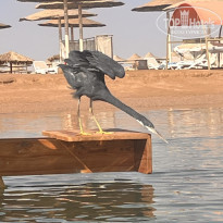 фото из отзыва ID 2740166