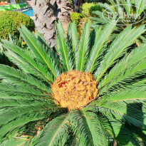 фото из отзыва ID 2740183