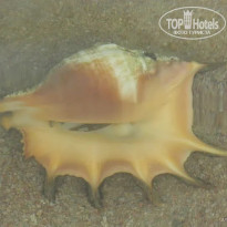 фото из отзыва ID 2740230