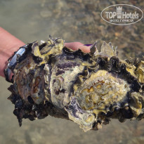 фото из отзыва ID 2740203